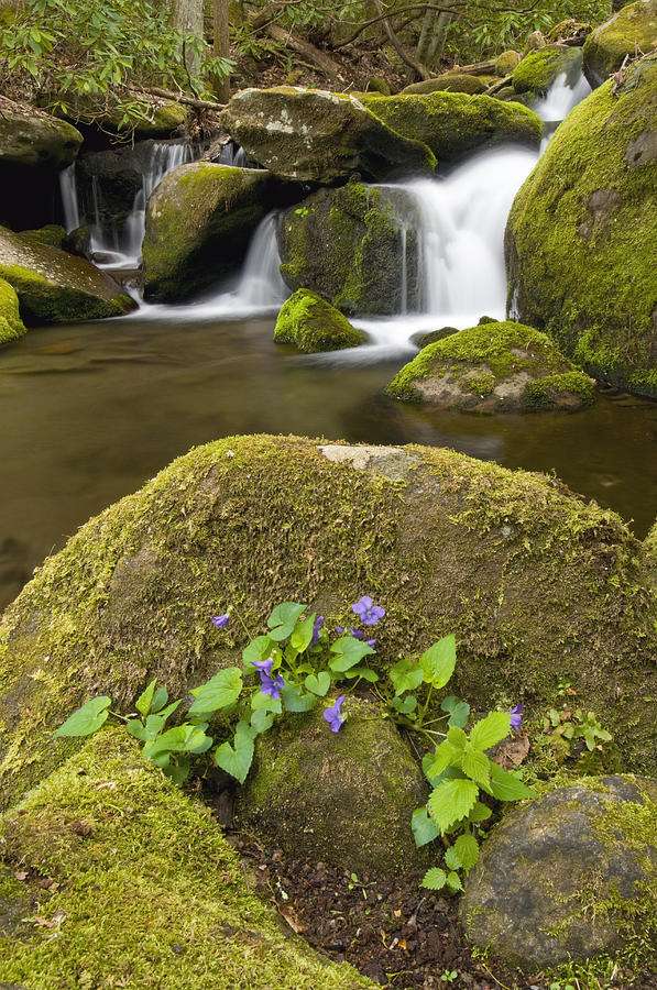 Moss Boulders And Stream Great Smoky Mts Photograph by Steve Gettle