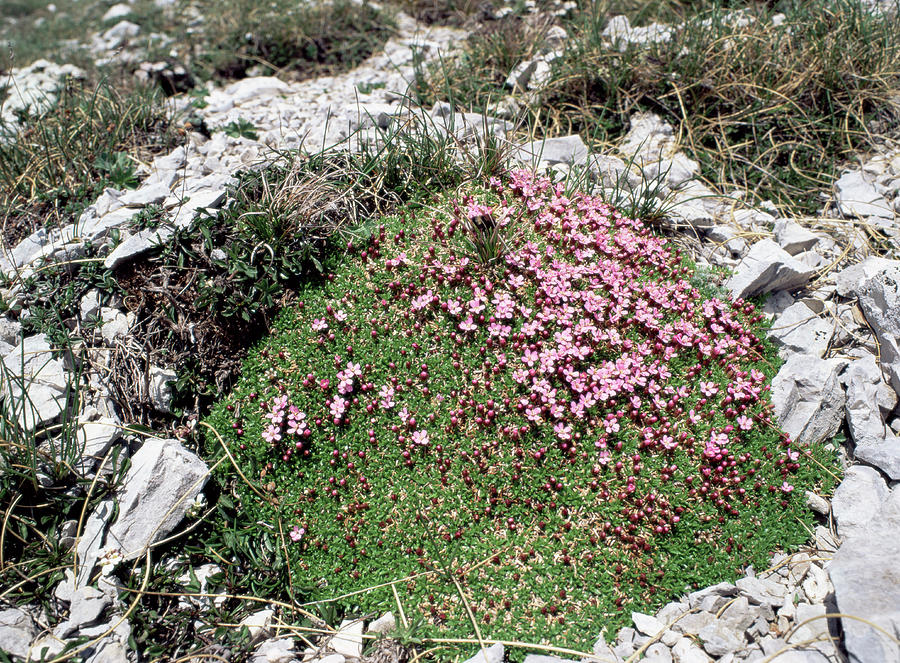Moss Campion Photograph by Science Photo Library Moss Campion Photograph by Science Photo Library