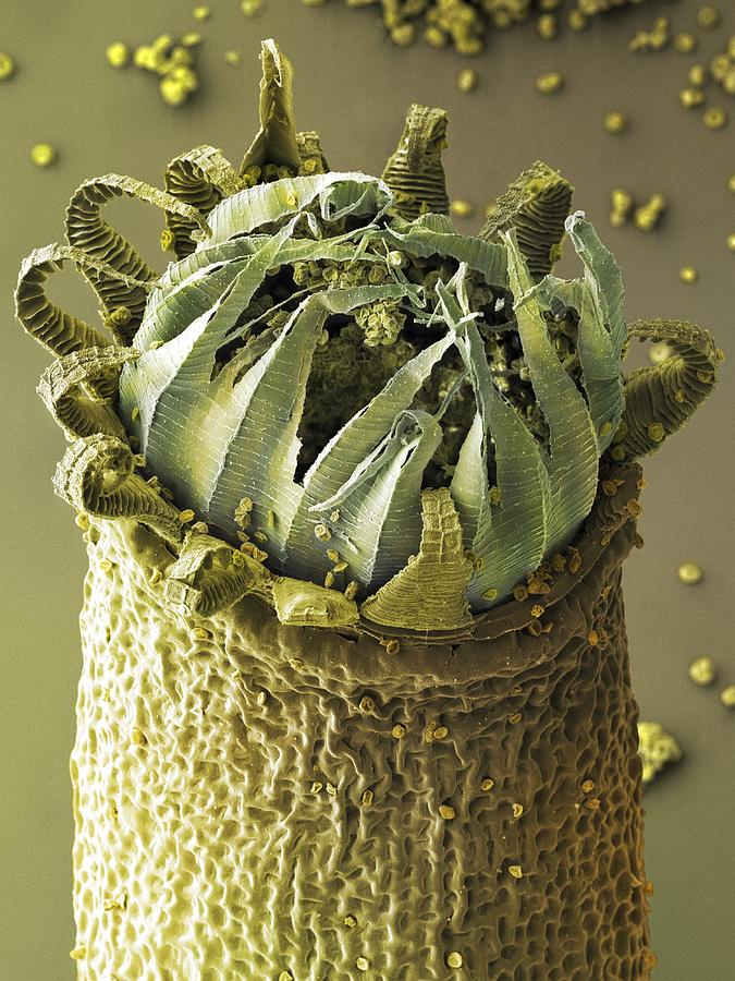 Moss capsule (Homalothecium sericeum) Photograph by Science Photo Library