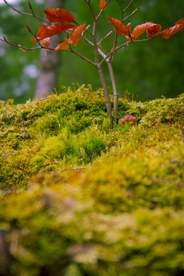 Moss close-up with a small branch with red leafs Photograph by Vlad Baciu