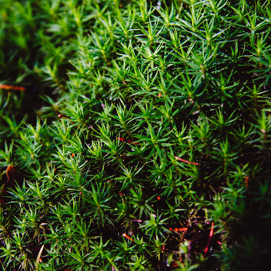 https://fineartamerica.com/featured/moss-closeup-pati-photography.html