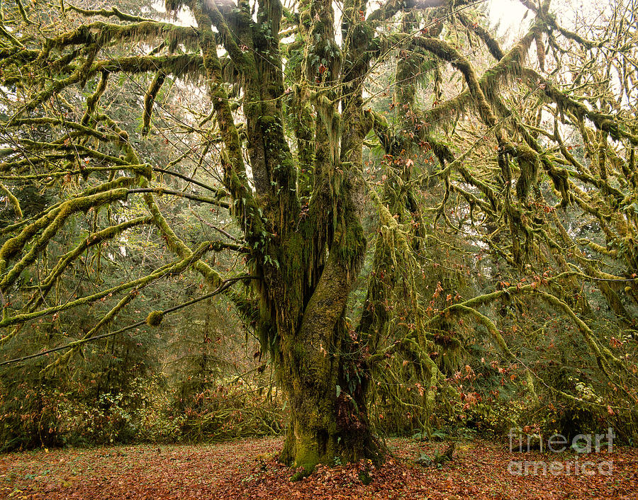 Landscape Photograph - Moss-covered Bigleaf Maple  by Tracy Knauer