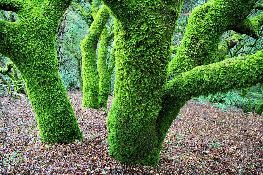 Moss Covered California Live Oak Trees Photograph by Kirk Lougheed