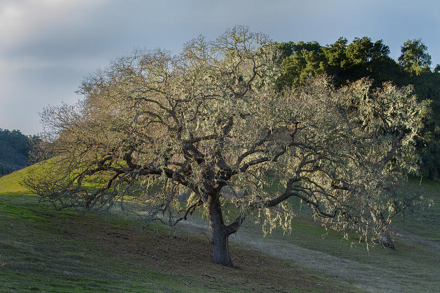 Moss Covered California Oak Photograph by Roger Mullenhour