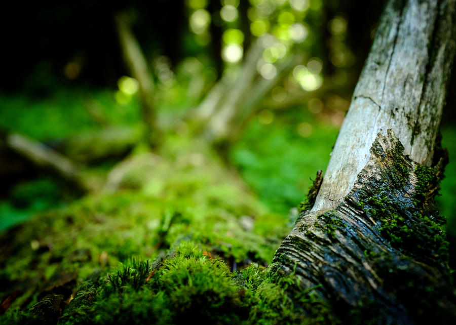 Tree Photograph - Moss covered log across a creek by Chris Bordeleau