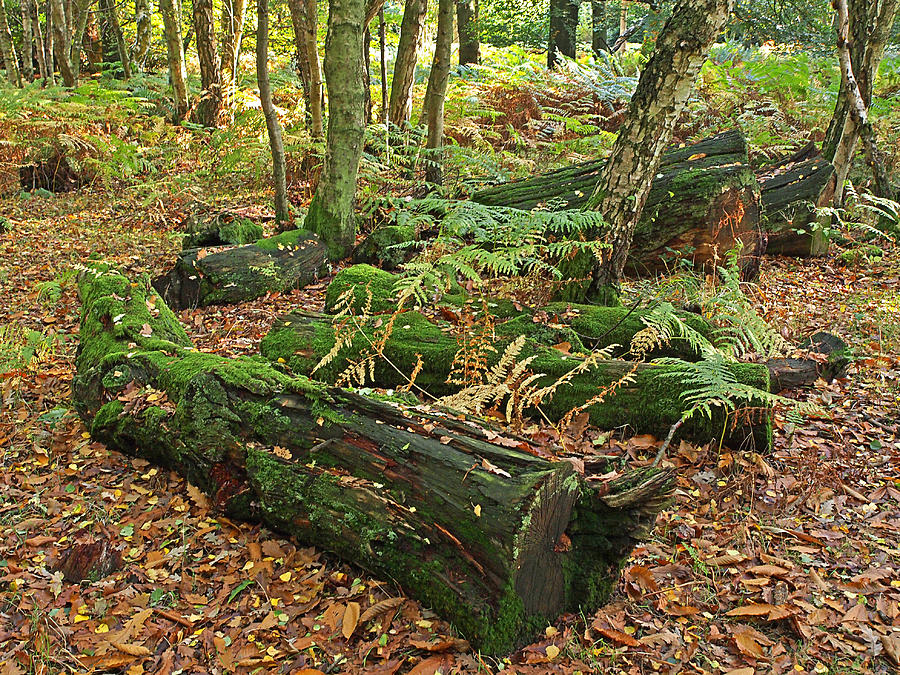 Moss Covered Logs On The Forest Floor Photograph by Gill Billington