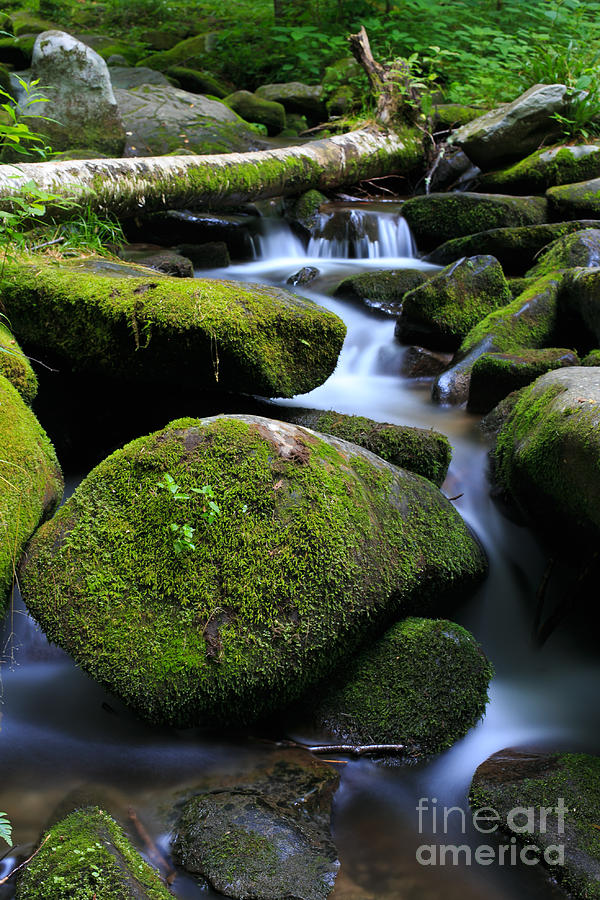 Moss-Covered Rocks in River