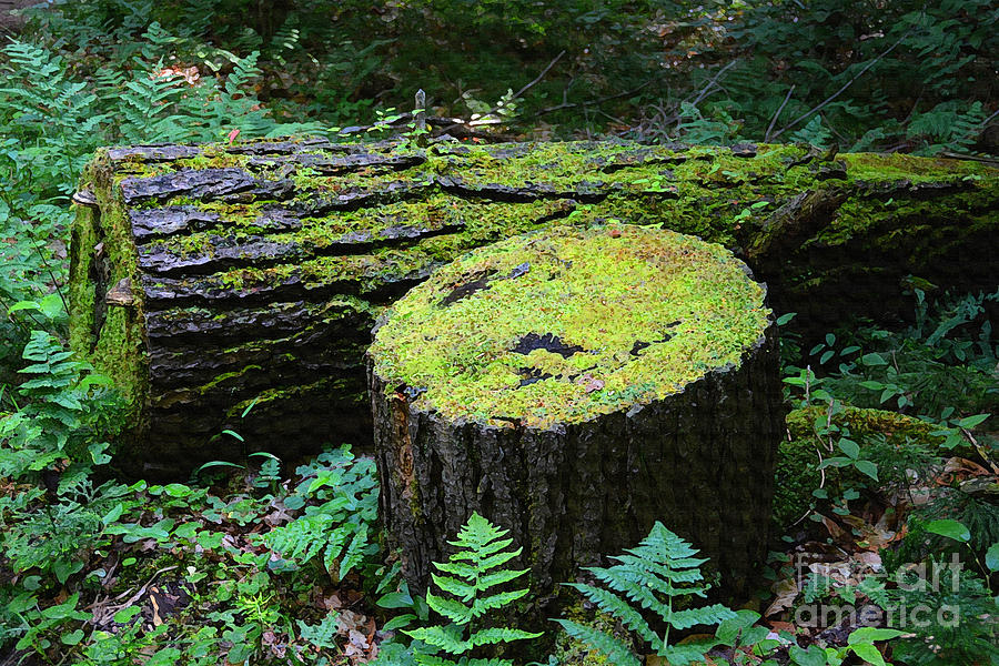 Moss Covered Seat Photograph by Christine Dekkers