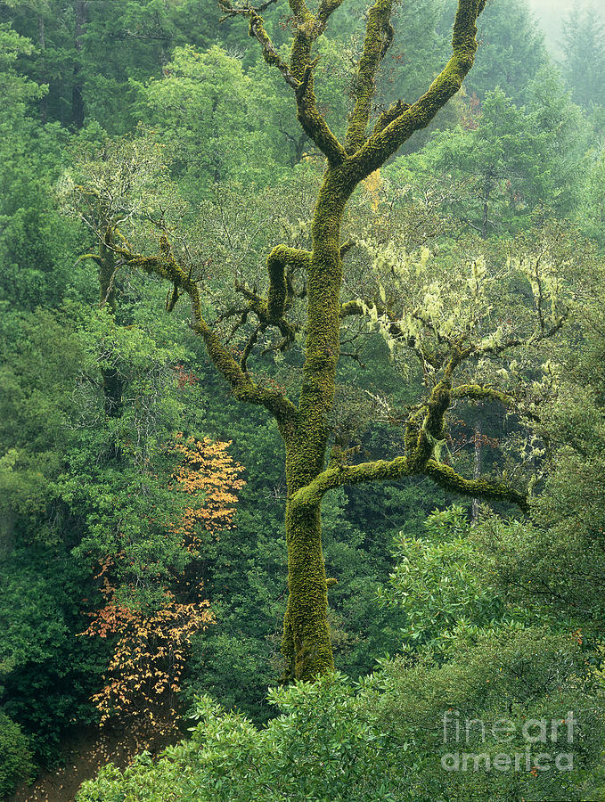 Moss Covered Tree Central California Photograph by Dave Welling
