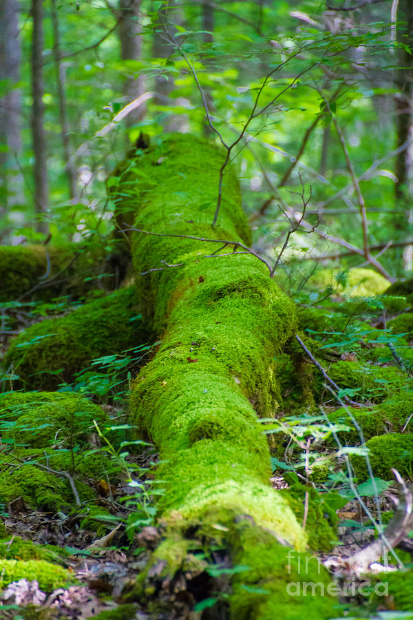 Moss Covered Tree Photograph by CJ Benson