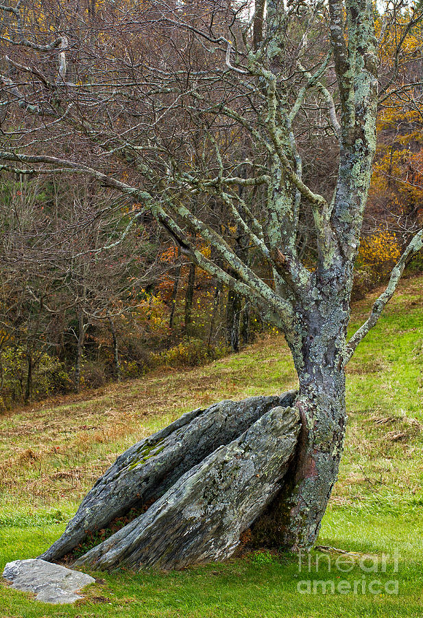 Moss covered tree holding a rock Photograph by Les Palenik