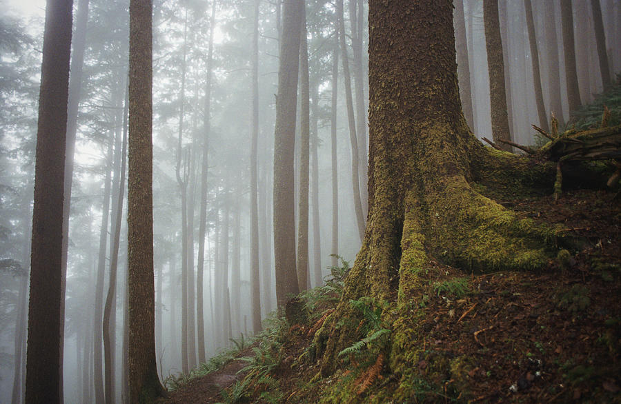 Moss Covered Tree In Foggy Forest Photograph by Danielle D. Hughson