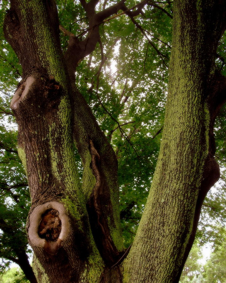 Moss Covered Tree Photograph by Jodie Marie Anne Richardson Traugott          aka jm-ART
