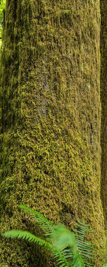 Moss Photograph - Moss Covered Tree Olympic National Park by Steve Gadomski Moss Photograph - Moss Covered Tree Olympic National Park by Steve Gadomski