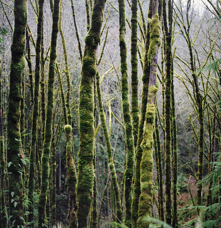 Moss-covered Tree Trunks In Forest Photograph by Danielle D. Hughson