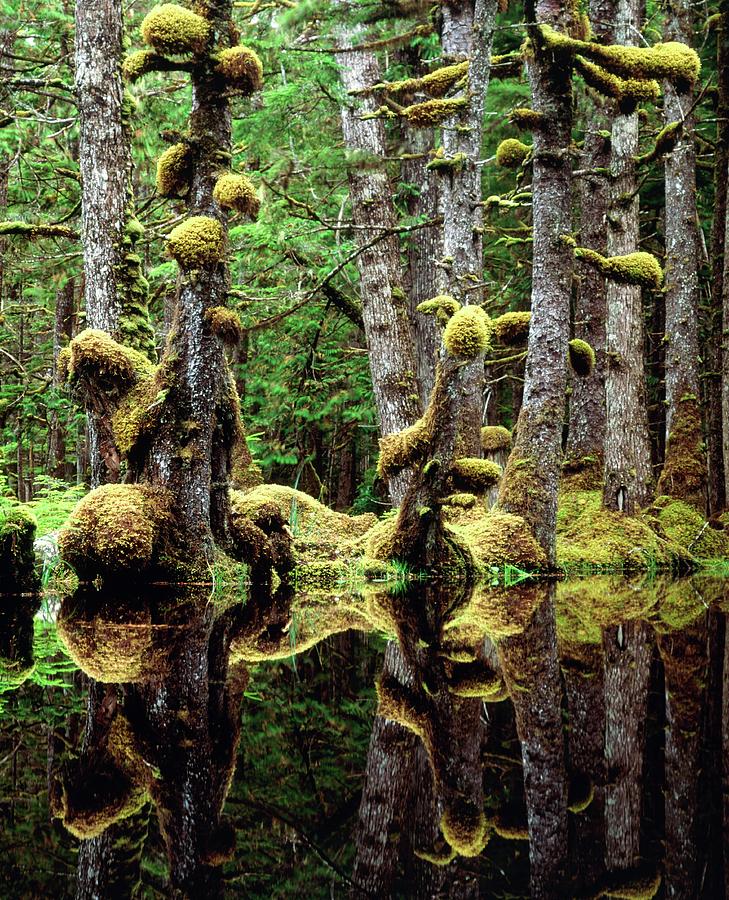 Swamp Photograph - Moss-covered Tree Trunks Reflecting In Swamp Water by David Nunuk/science Photo Library