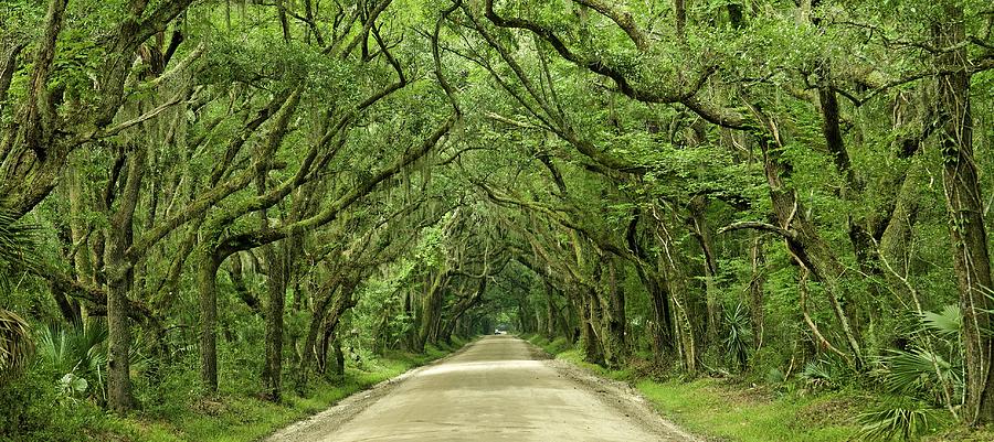 Moss Covered Trees on Botany Bay Road  Edisto Island SC Photograph by Willie Harper