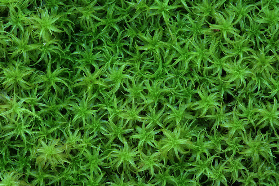 Moss Photograph by Daniel Reed