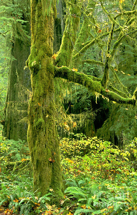 Moss Draped Big Leaf Maple California Photograph by Dave Welling