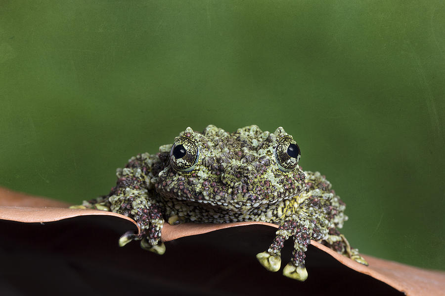 Animal Photograph - Moss Frog by Linda D Lester