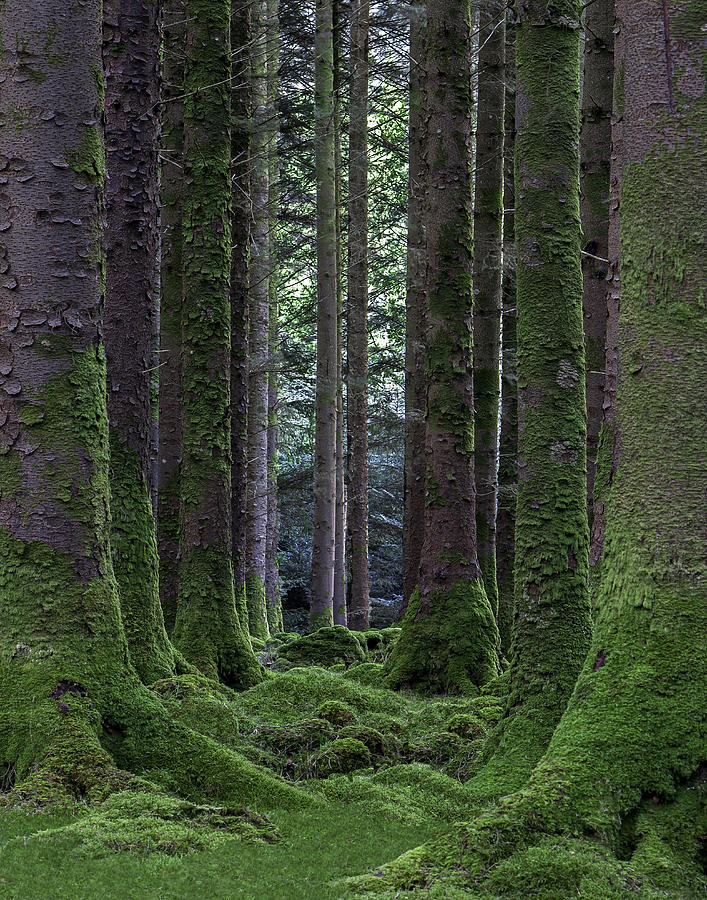 Moss Gardening – Wineberry Wood Press