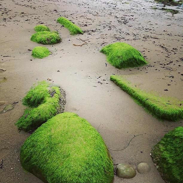 Beach Photograph - Moss by J Lopez