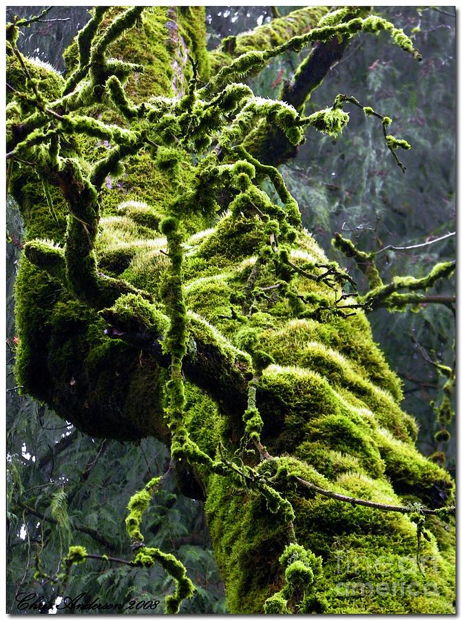 Moss Green Photograph by Chris Anderson