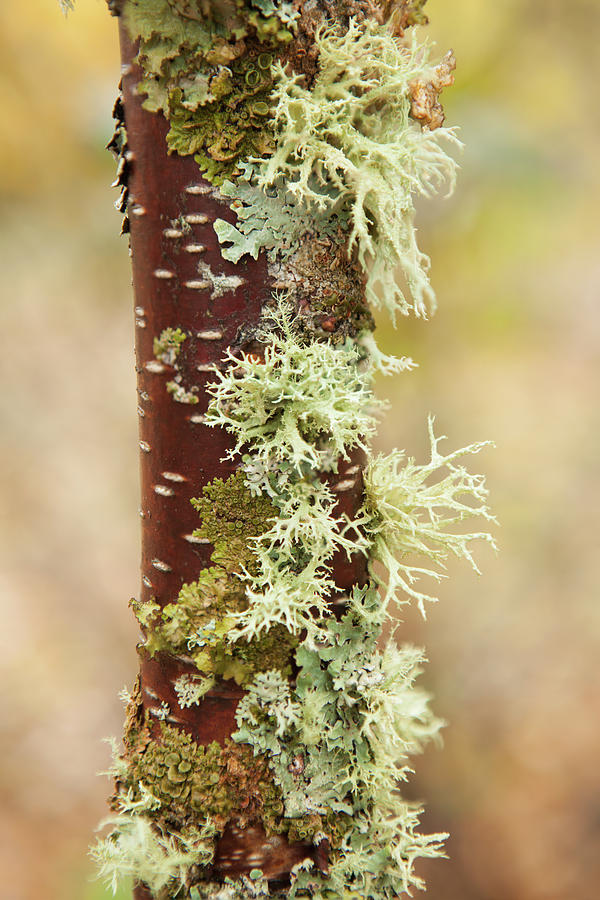 Moss Growing On A Birch Tree Trunk Photograph by Susan Dykstra - Fine ...