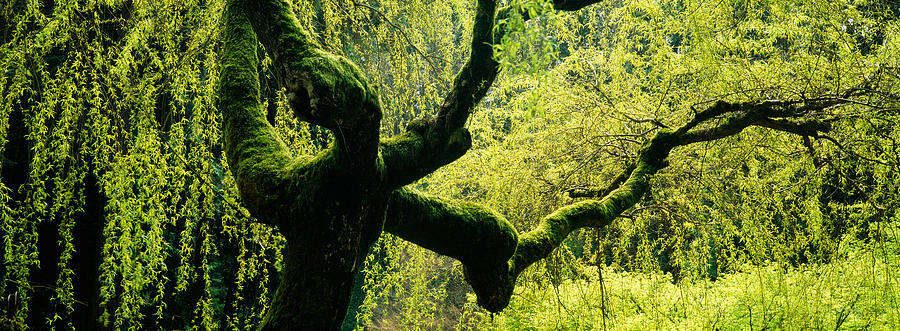 Moss Growing On The Trunk Of A Weeping Photograph by Panoramic Images