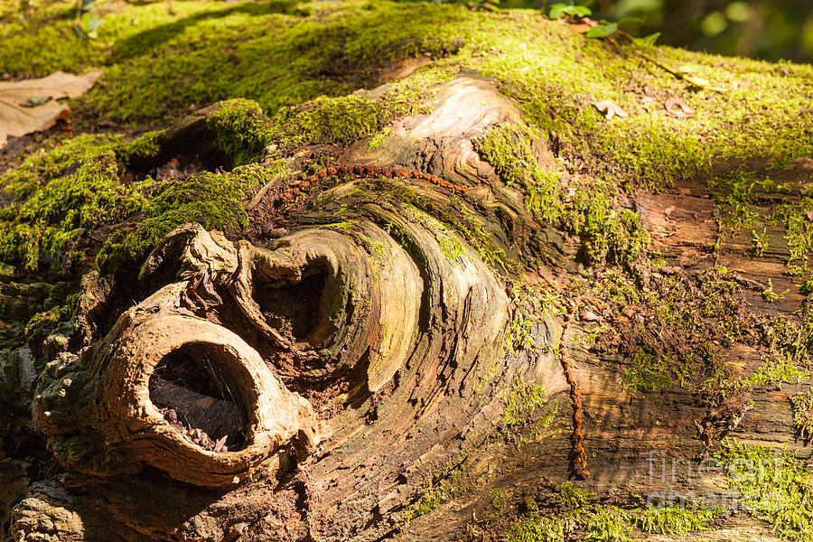Moss Growing Over Knotted Dead Tree Trunk Photograph by Peter Noyce
