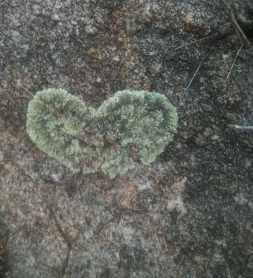 Moss Heart  Photograph by Claudia Goodell