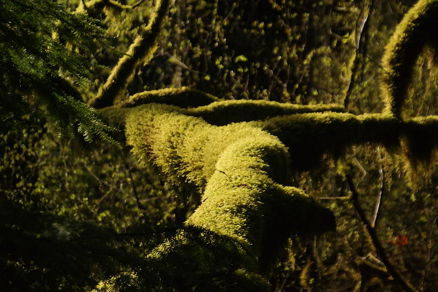 Nature Photograph - Moss In A Sliver Of Sun by Jeff Swan