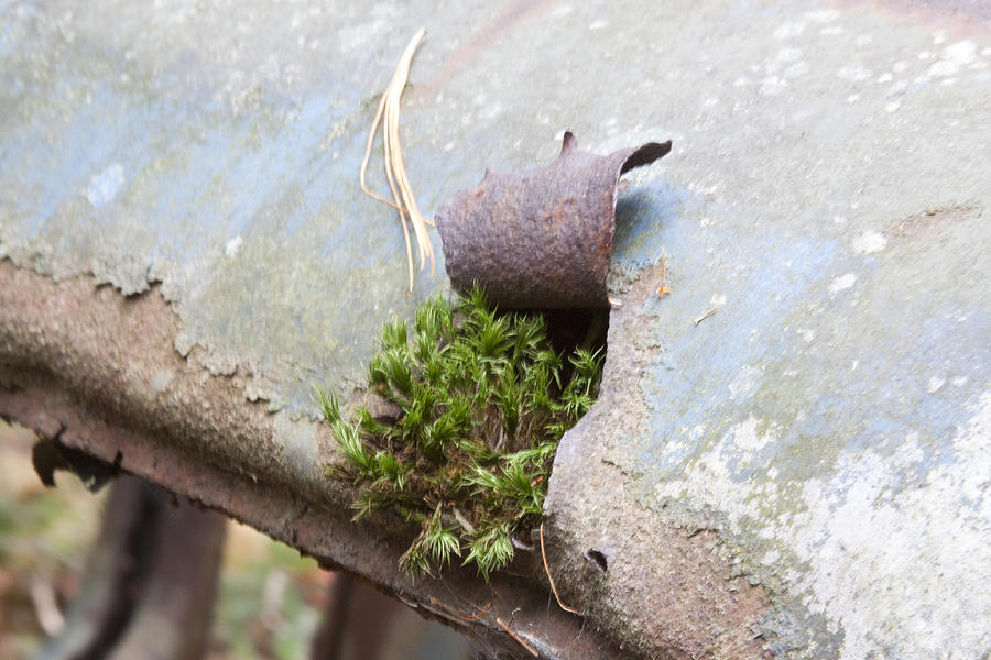 Moss in Hole Photograph by Jean Macaluso