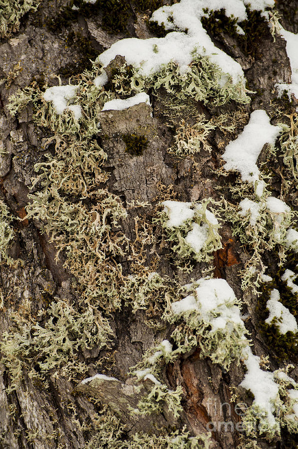 Nature Photograph - Moss in Snow by M J