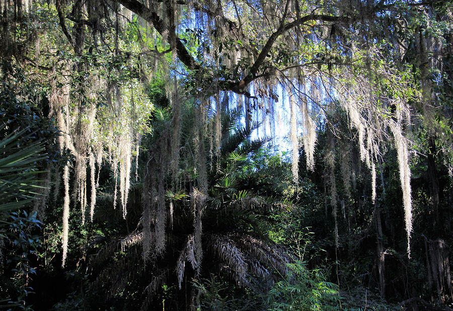 Tree Photograph - Moss in the Rain Forest by Rosalie Scanlon