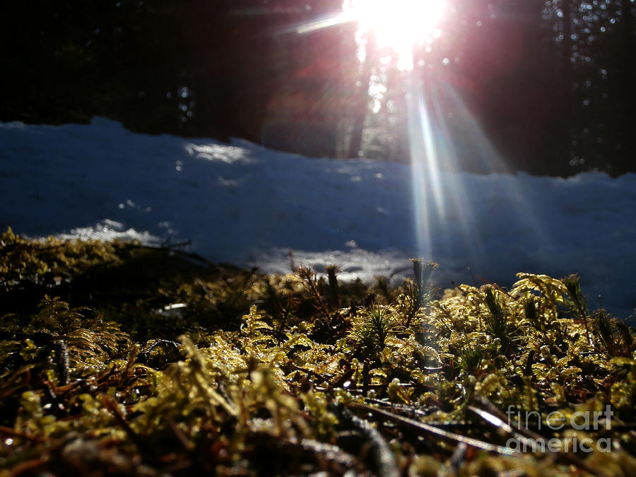 Winter Photograph - Moss in the sunlight by Steven Valkenberg