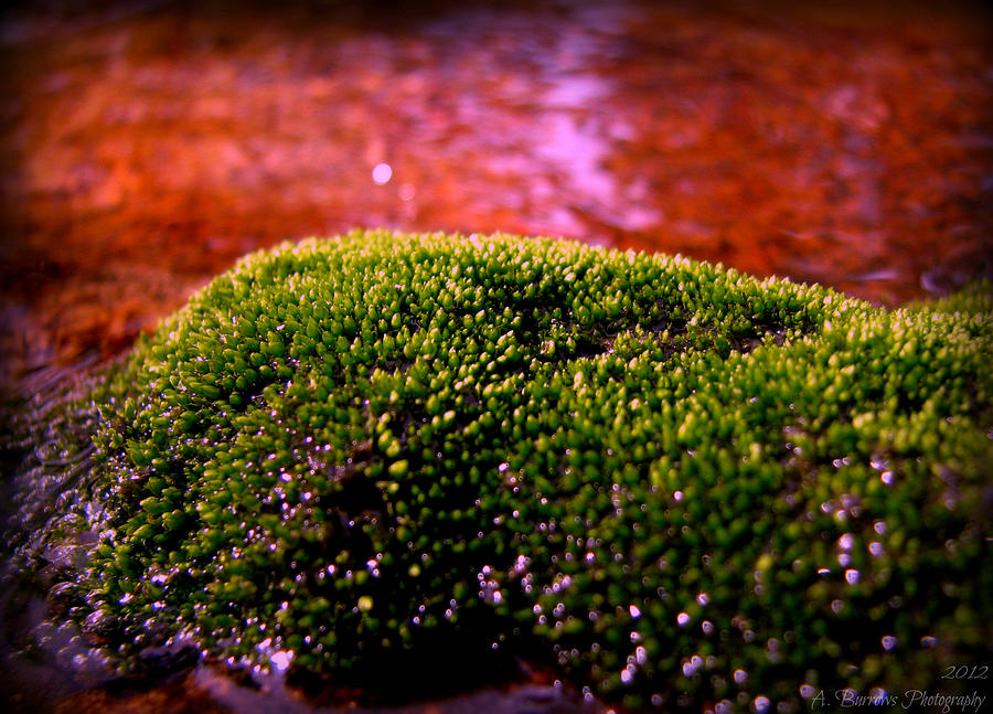 Moss in the Water Photograph by Aaron Burrows