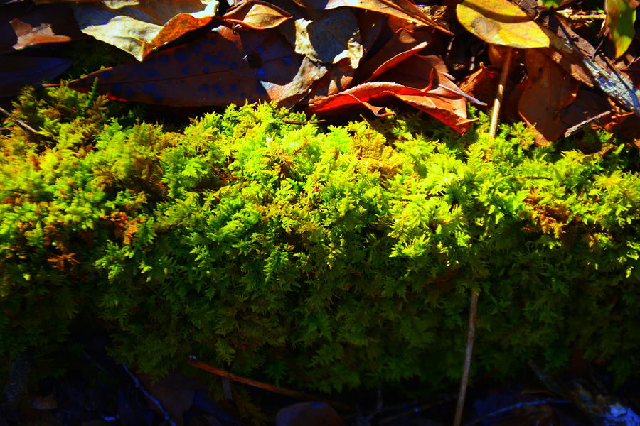 Moss Photograph by Lisa Wooten