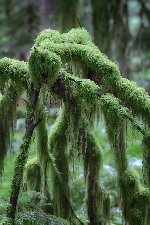 Tree Photograph - Moss  by David Naman