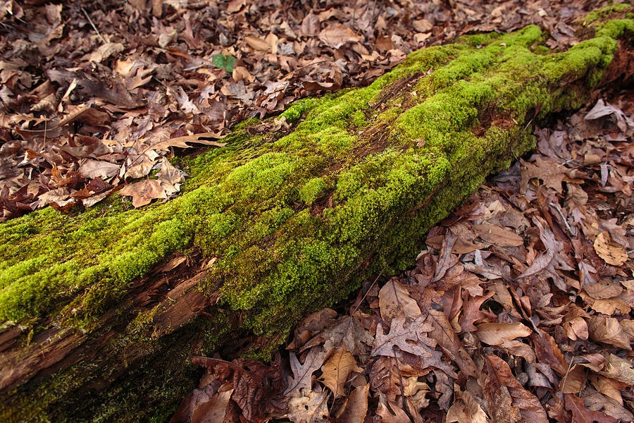 Moss on Pine Photograph by Matthew Pace