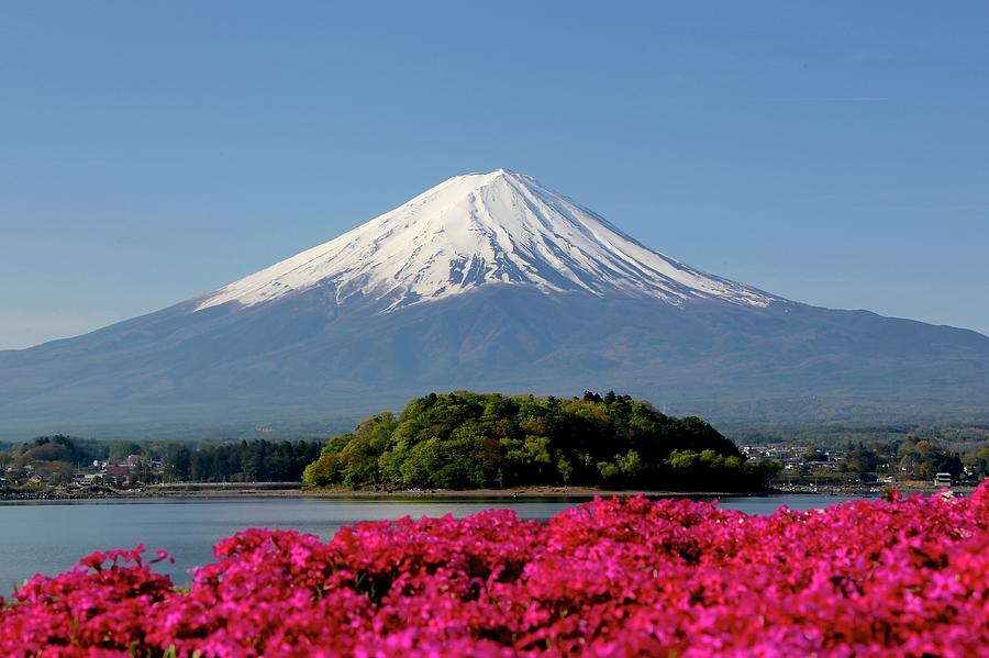 Moss Phlox & Mt. Fuji Photograph by Jun Okada