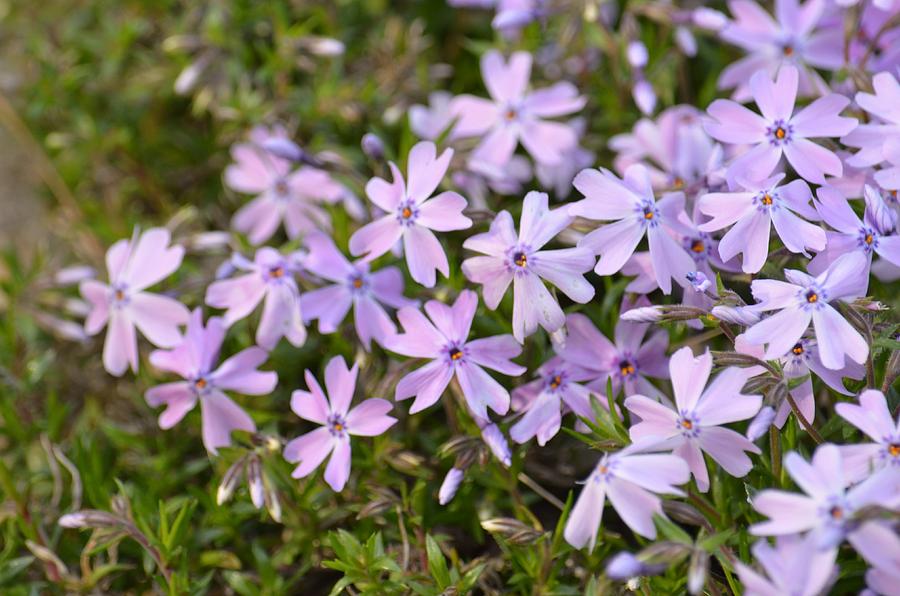 Moss Phlox Photograph by Maria Urso - Fine Art America