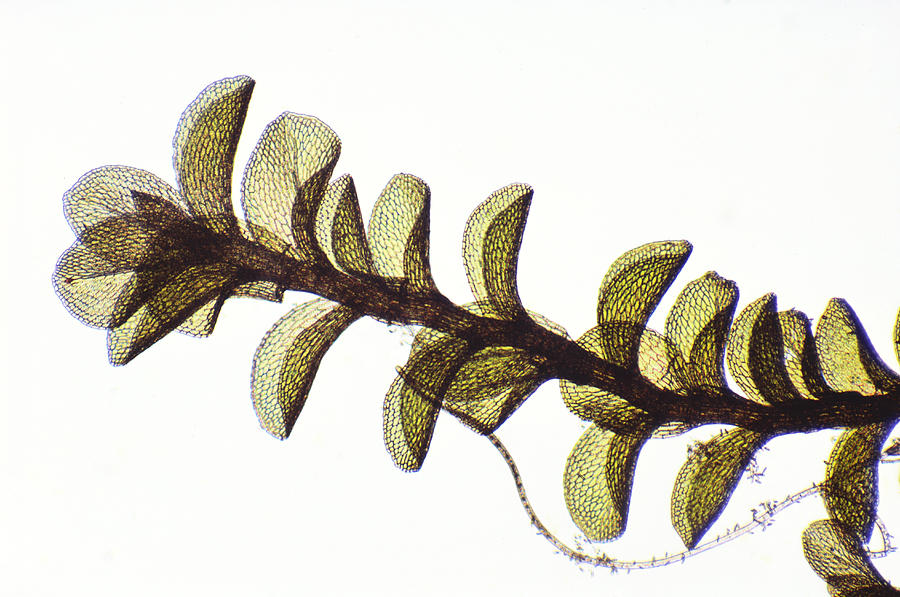 Moss Plant Photograph by Robert Knauft / Biology Pics