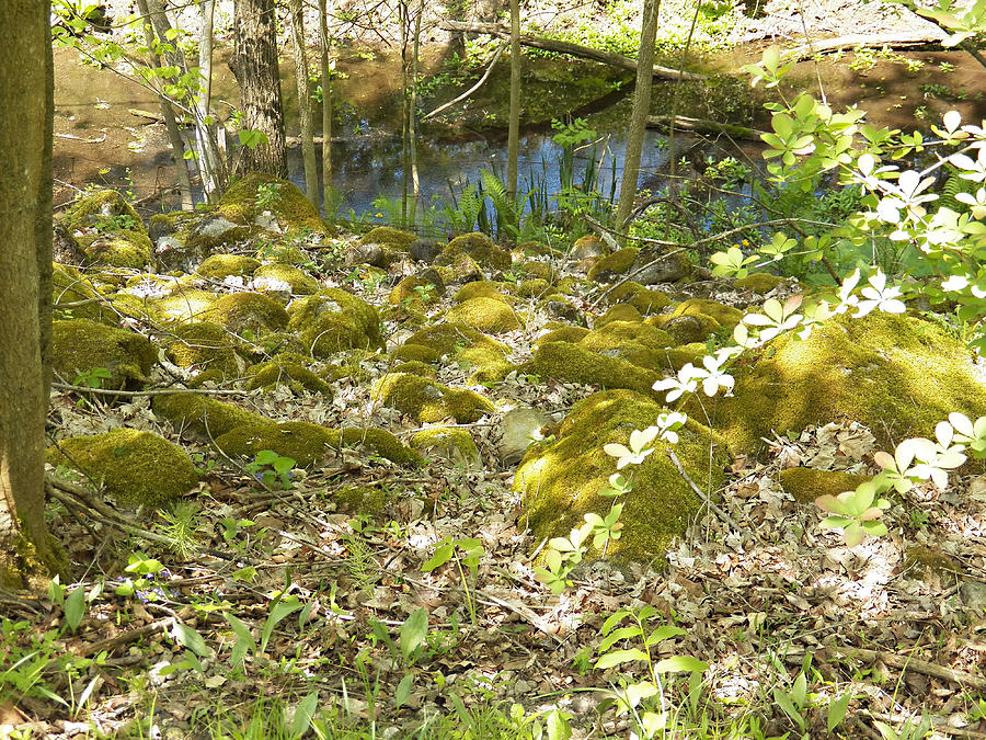 Moss Rocks to Stream Photograph by Corinne Elizabeth Cowherd