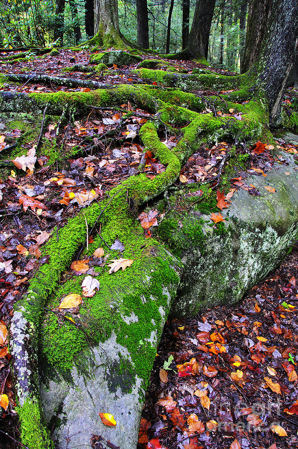 Moss Roots Rock and Fallen Leaves Photograph by Thomas R Fletcher