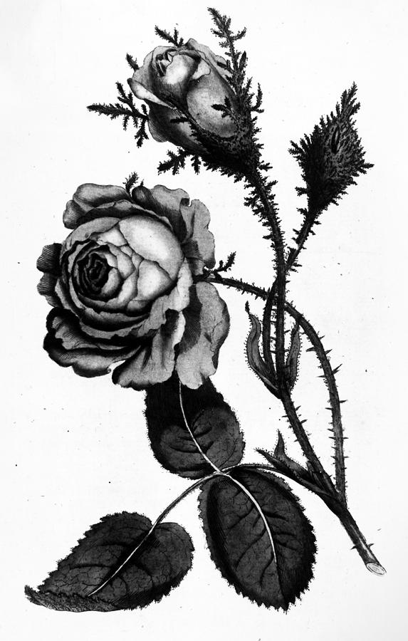 Moss Rose, 1788 Painting by Granger