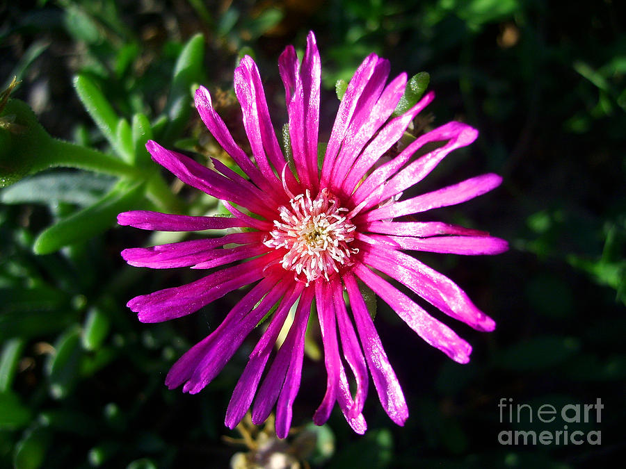 Moss Rose Photograph by Nina Ficur Feenan