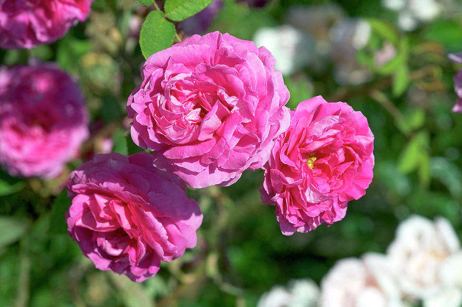 Moss Rose (rosa 'marechal Devoust') Photograph by Brian Gadsby/science ...