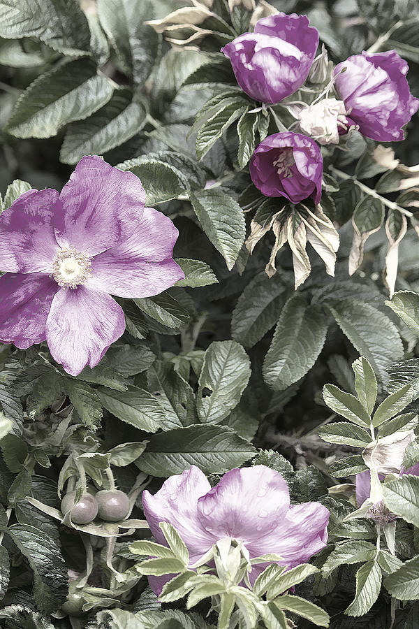 moss roses download