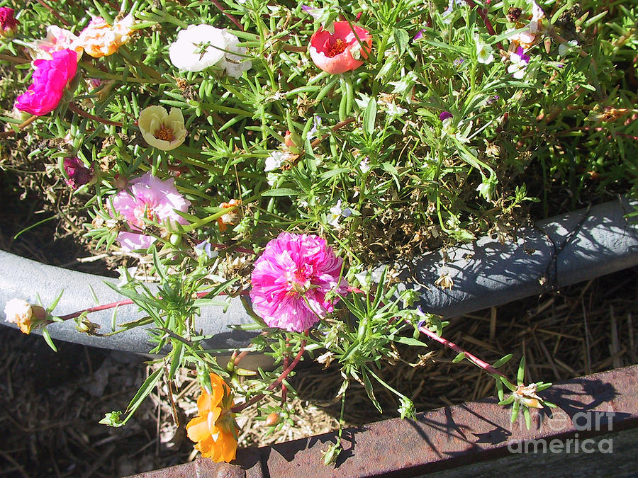 Moss Roses or Portulaca Photograph by Conni Schaftenaar